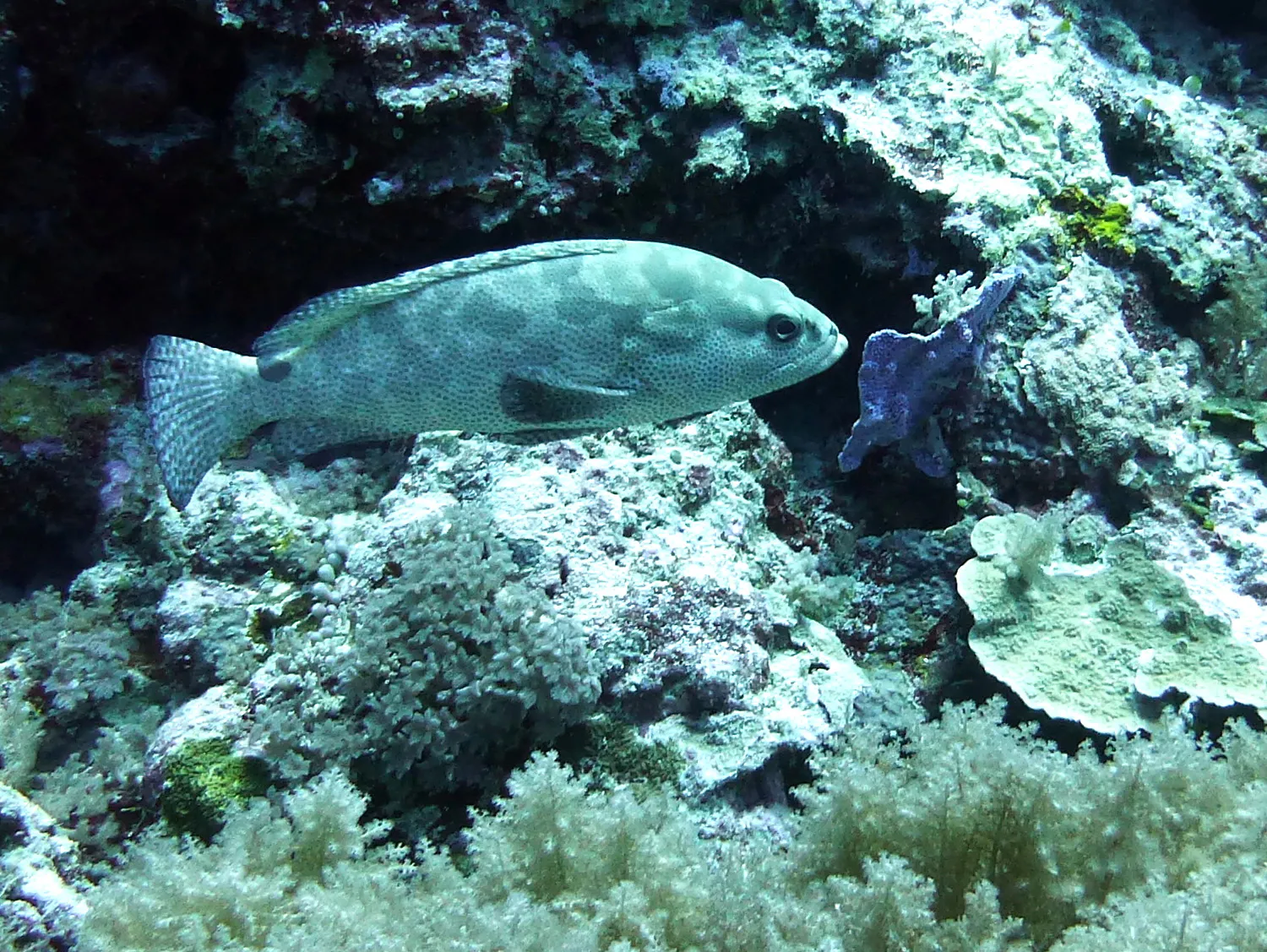 Sweetlips, Palau, 2013