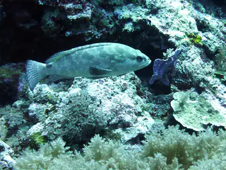 Underwater photograph by Joel Bergsma