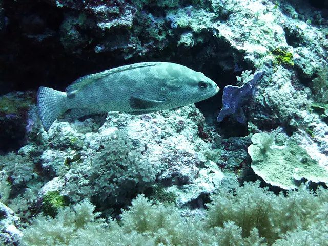 Underwater photograph by Joel Bergsma
