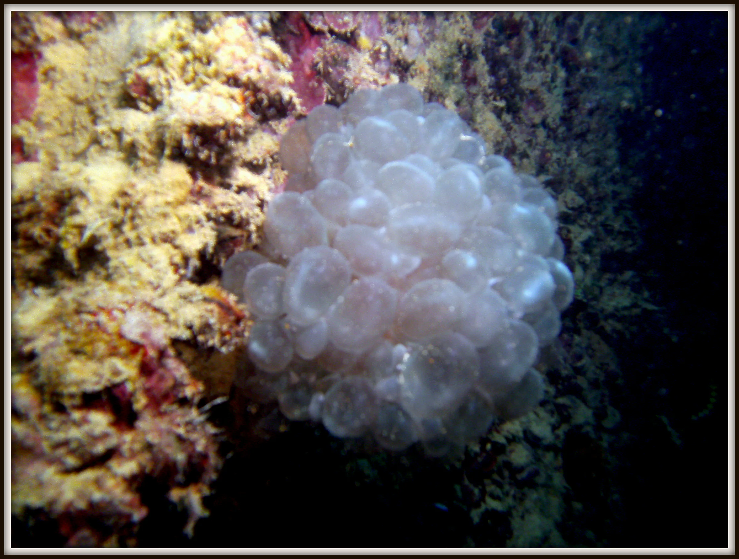 Bubble coral.