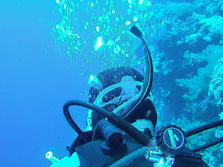 Remoras will hitch a ride on anything that moves - sharks, turtles, divers. In this instance, a remora repeatedly attempts to attach itself to different places on my Dive Buddy Bill's head. Bill is unaware.