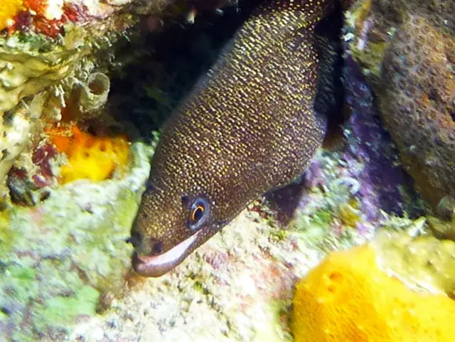 Underwater photograph by Joel Bergsma