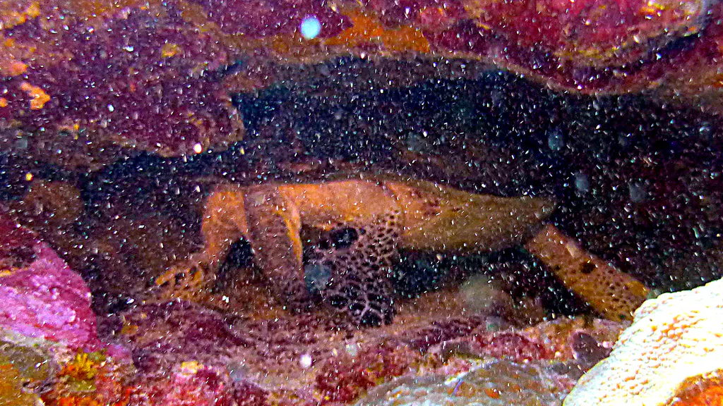 Underwater photograph by Joel Bergsma