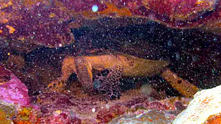 Underwater photograph by Joel Bergsma