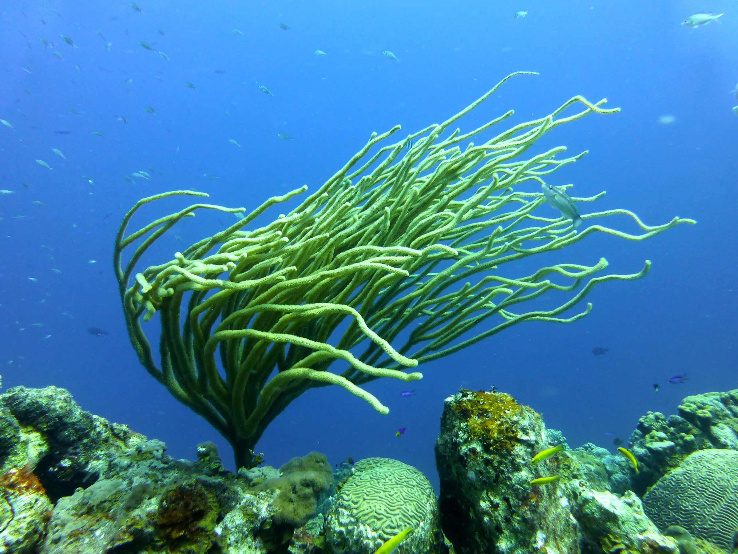 Bonaire underwater photograph, 2015