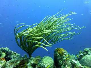 Underwater photograph by Joel Bergsma