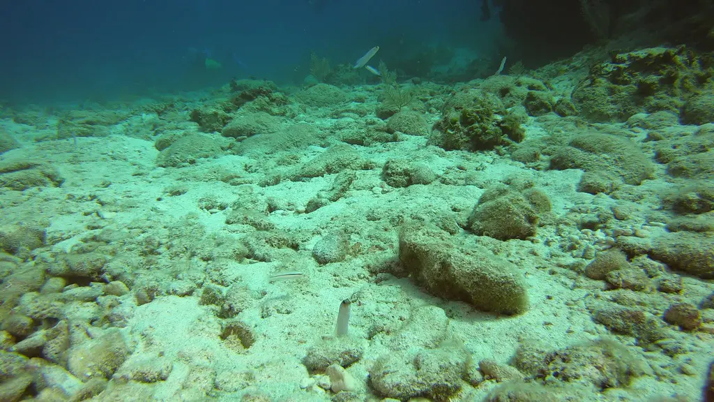 Yellowhead Jawfish