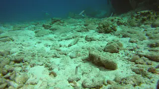 Yellowhead Jawfish