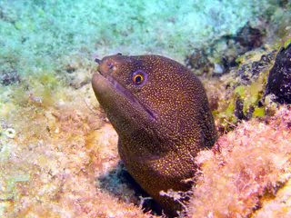 Underwater photograph by Joel Bergsma