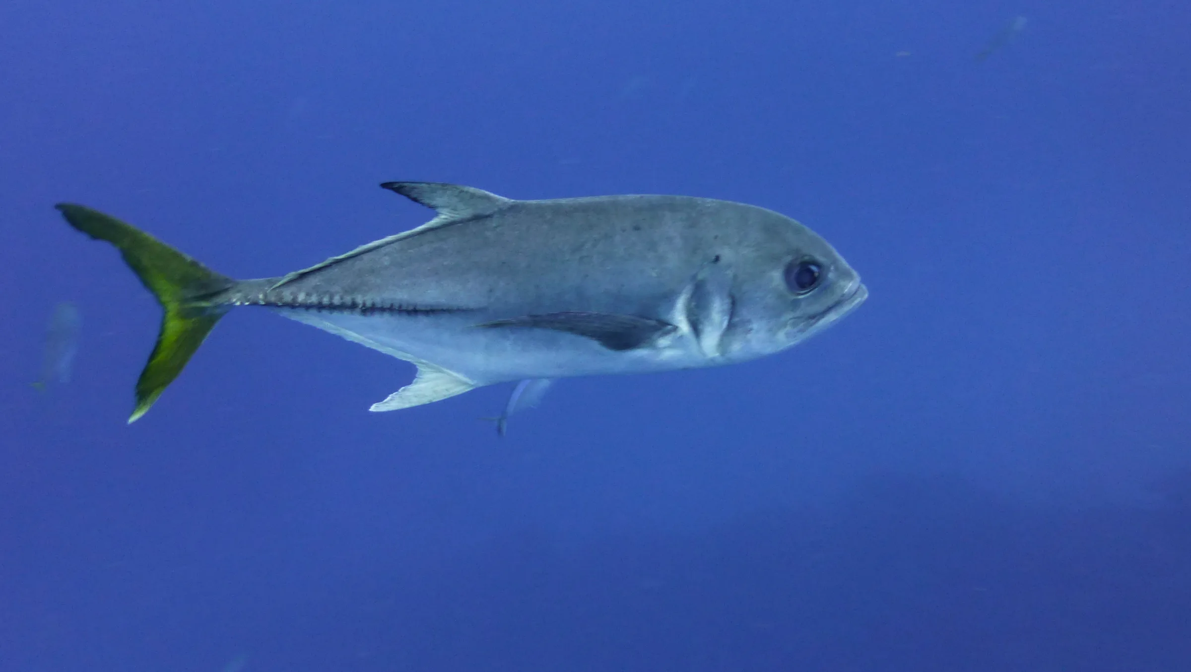 Belize underwater photograph, 2017