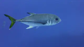 Underwater photograph by Joel Bergsma