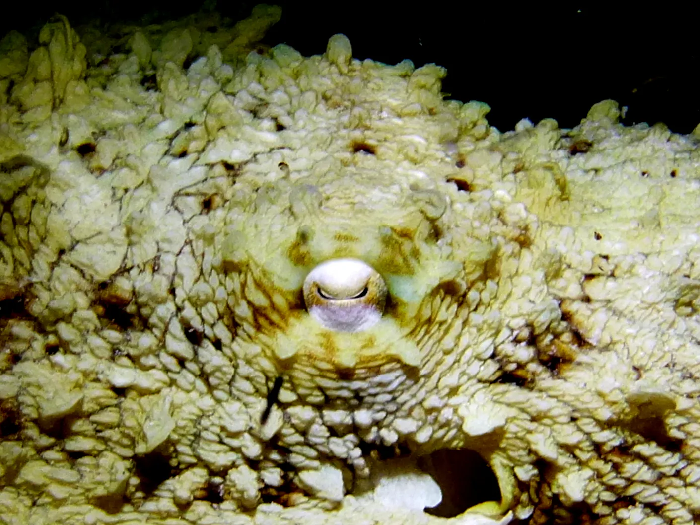 Octopus, Bonaire, 2013