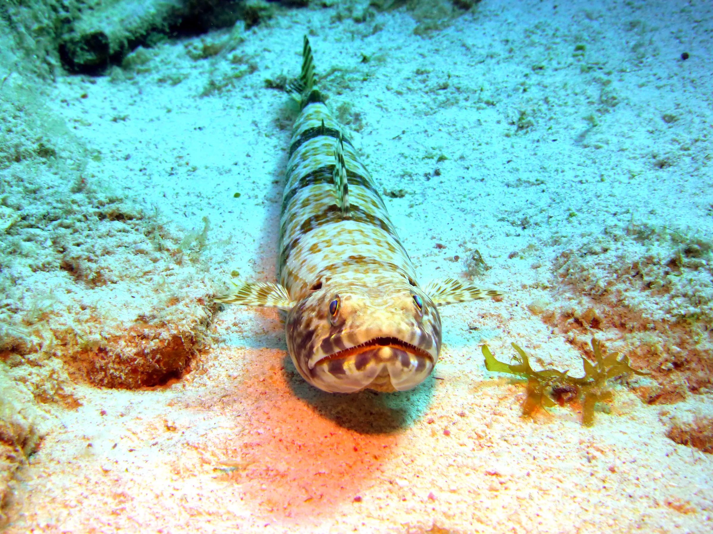 Lizardfish, Bonaire, 2013