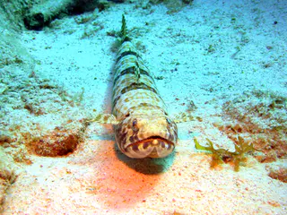 Underwater photograph by Joel Bergsma