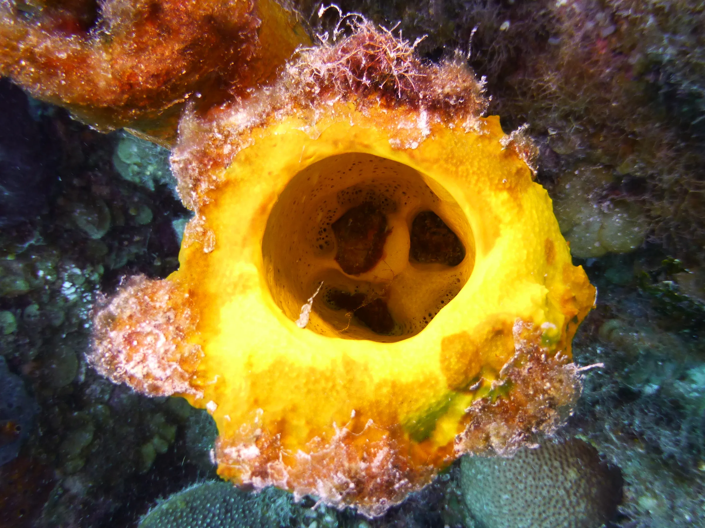 Yellow Tube Sponge, Belize, 2017