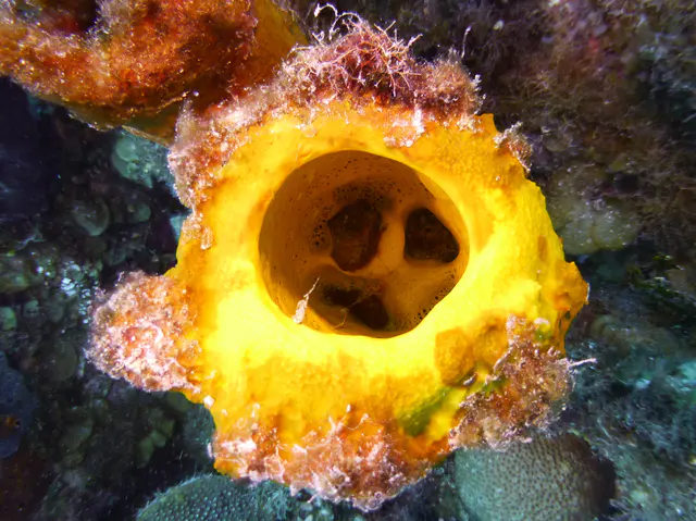 Underwater photograph by Joel Bergsma
