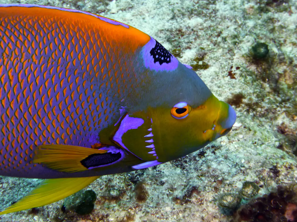 Underwater photograph by Joel Bergsma