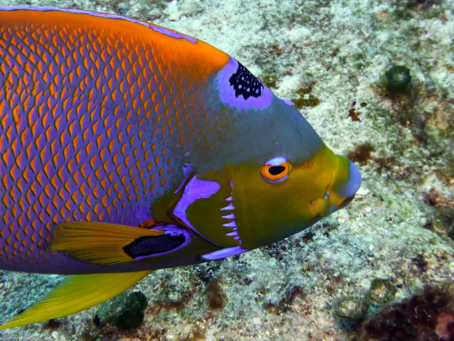Underwater photograph by Joel Bergsma