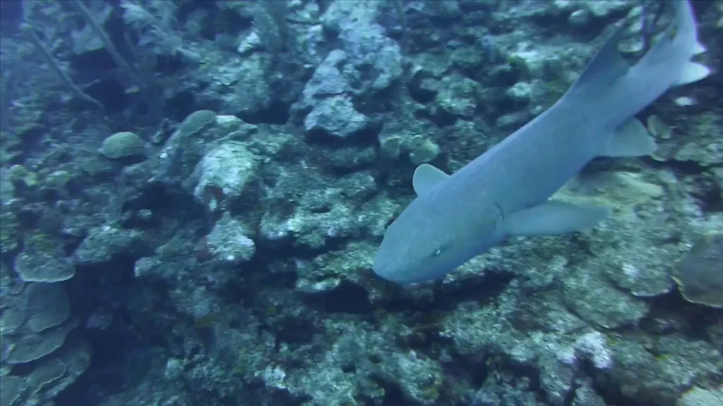 Nurse Shark