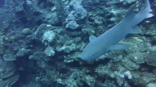 Nurse Shark
