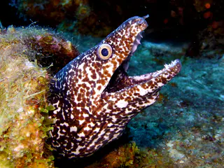 Underwater photograph by Joel Bergsma