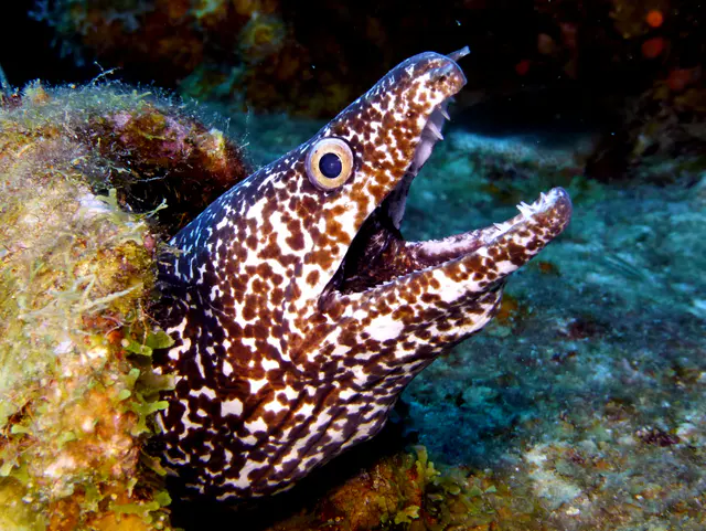 Underwater photograph by Joel Bergsma