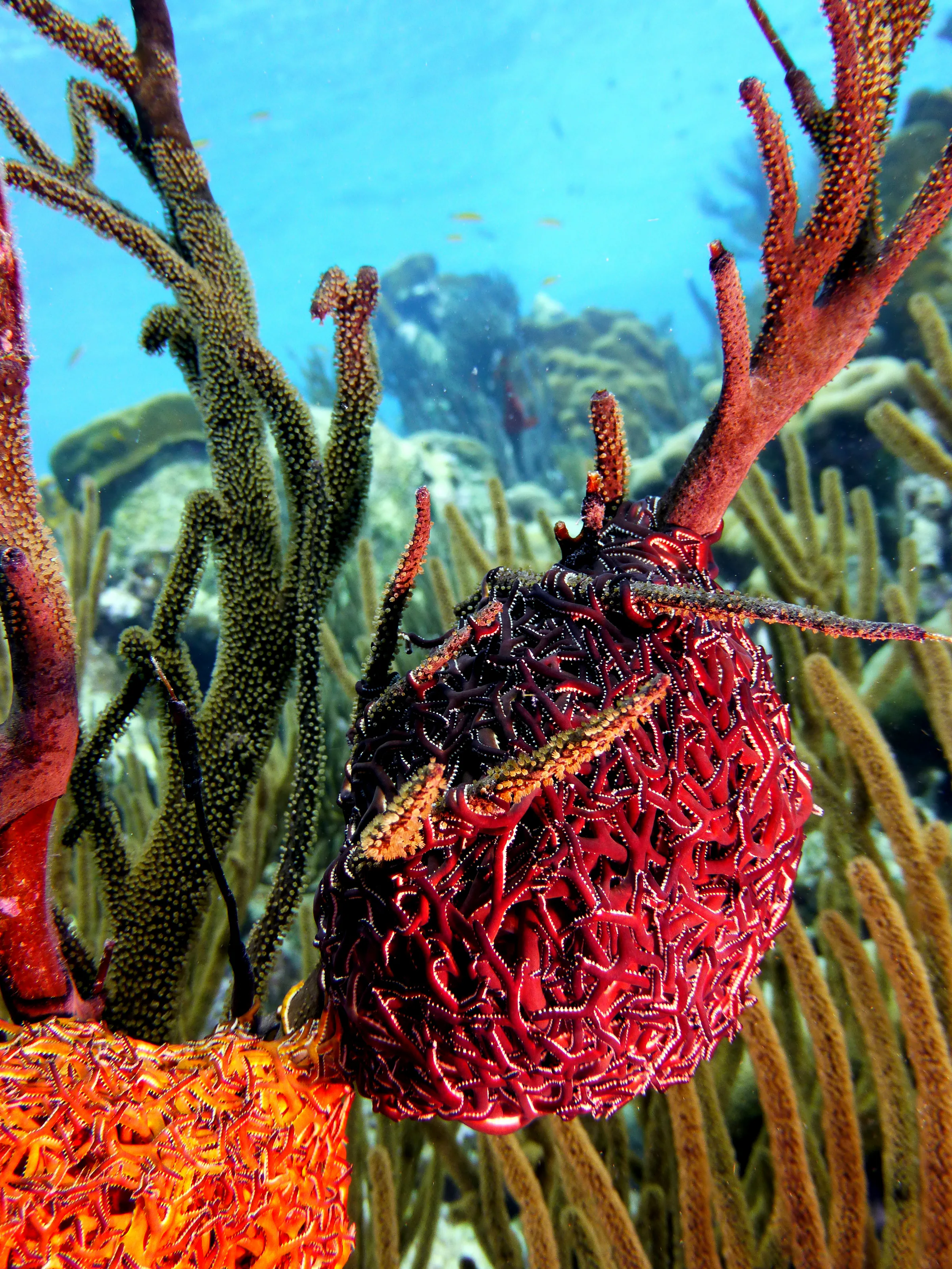 Worm, Bonaire, 2013