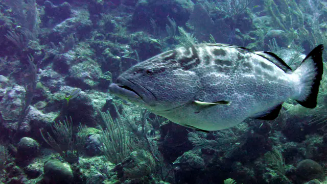 Underwater photograph by Joel Bergsma