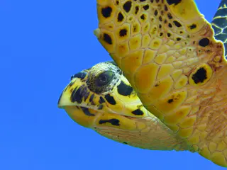 Underwater photograph by Joel Bergsma