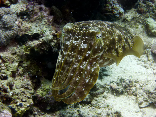 Underwater photograph by Joel Bergsma