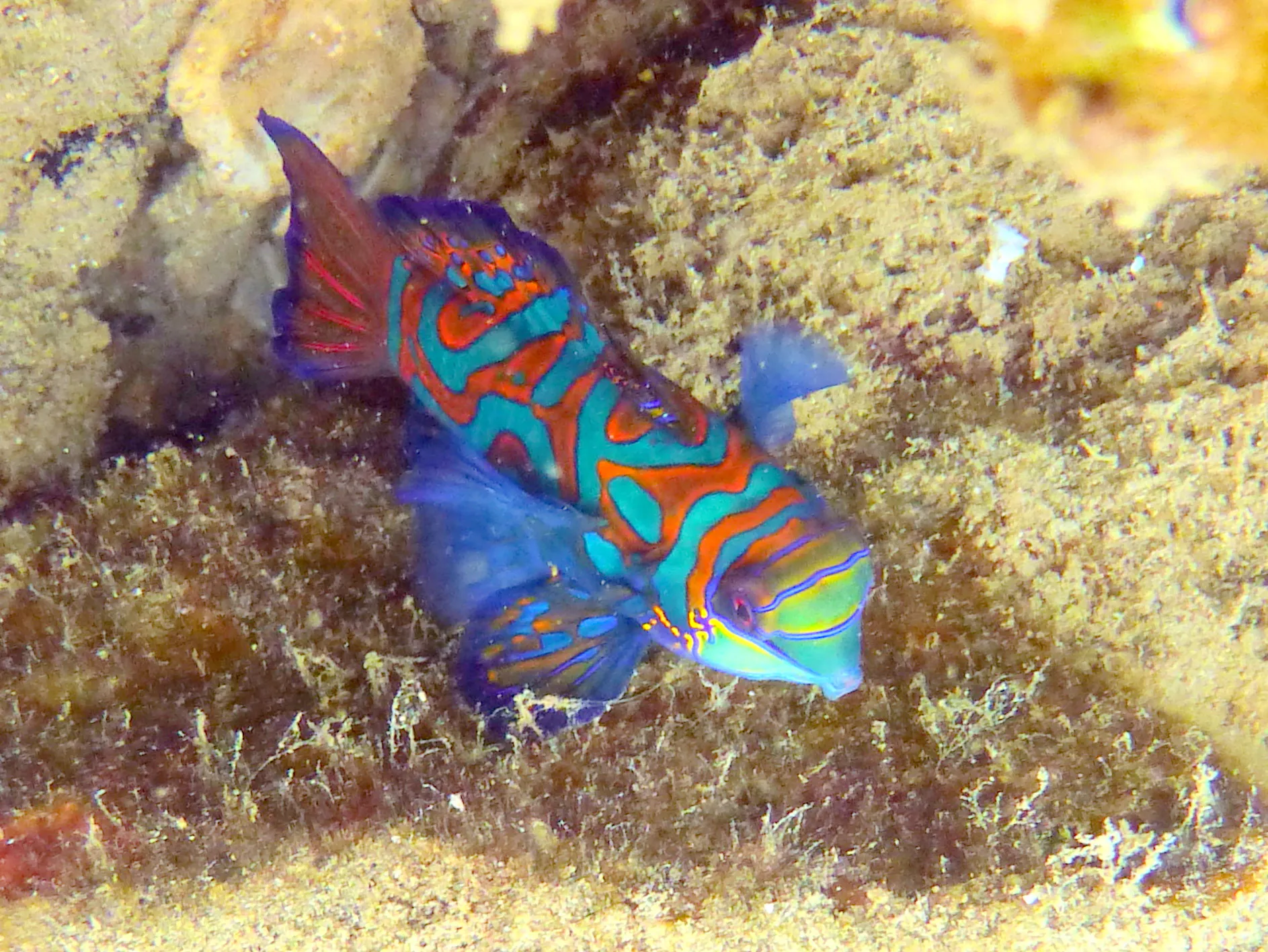 Mandarinfish, Palau, 2013