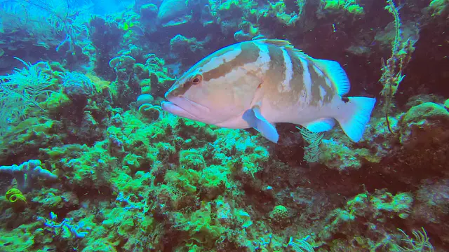 Nassau Grouper