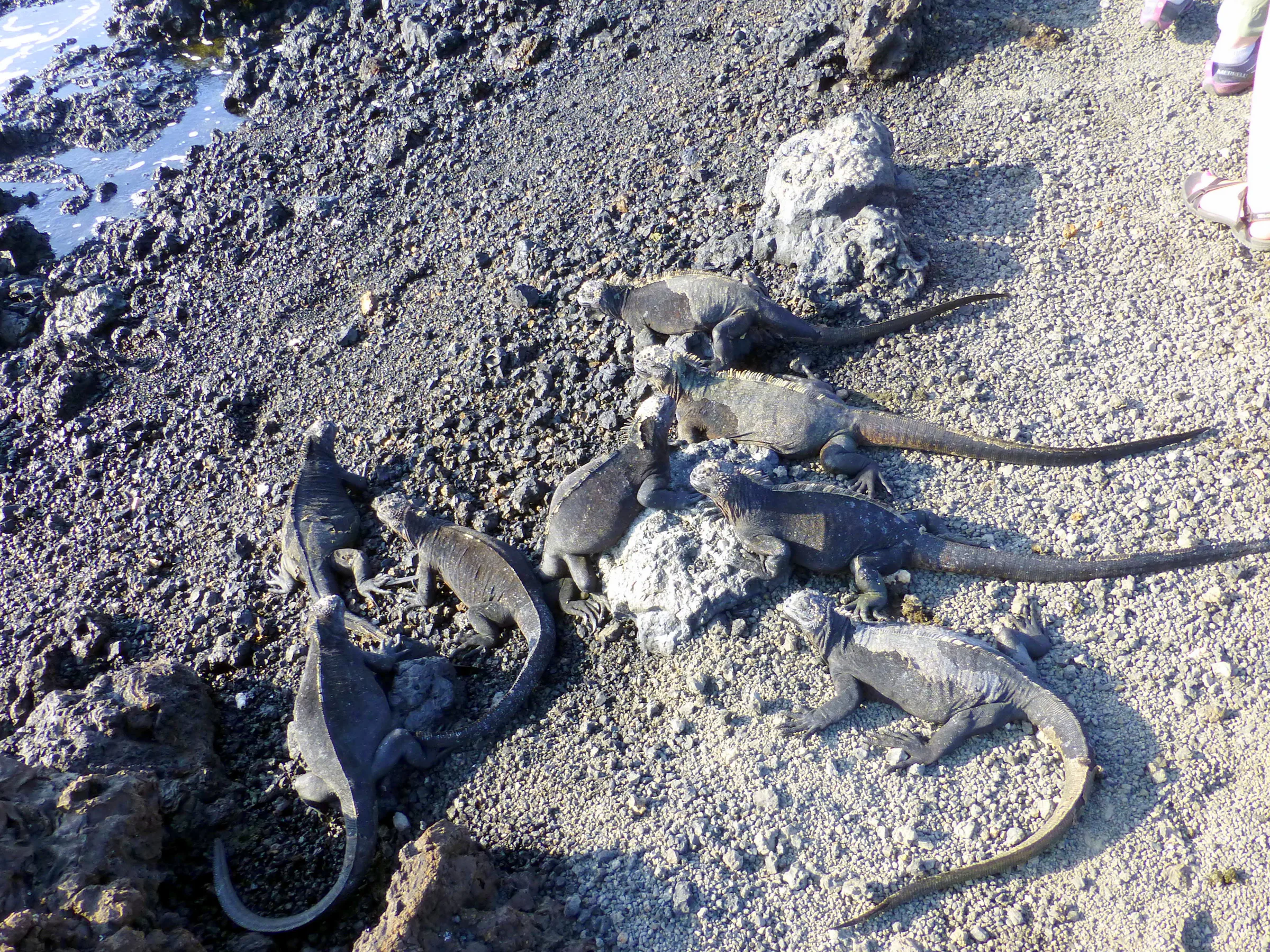 Marine iguanas congregate along the shore and our path.