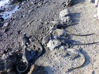 Marine iguanas congregate along the shore and our path.