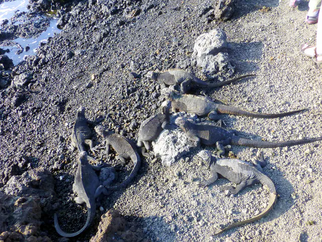 Marine iguanas congregate along the shore and our path.