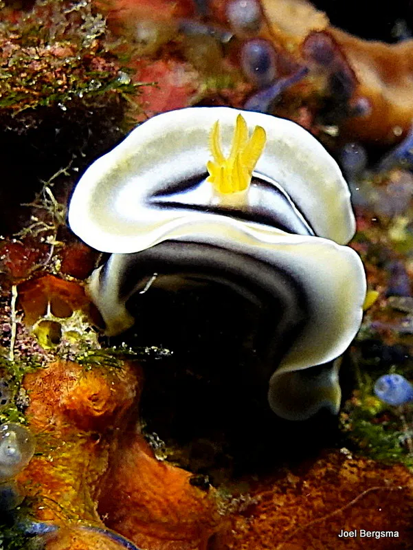 Nudibranch, Philippines, 2017