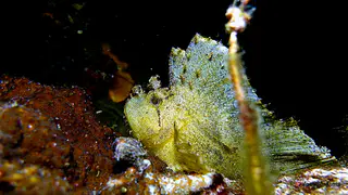 Underwater photograph by Joel Bergsma