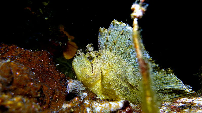 Underwater photograph by Joel Bergsma