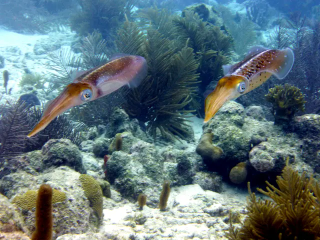 Underwater photograph by Joel Bergsma