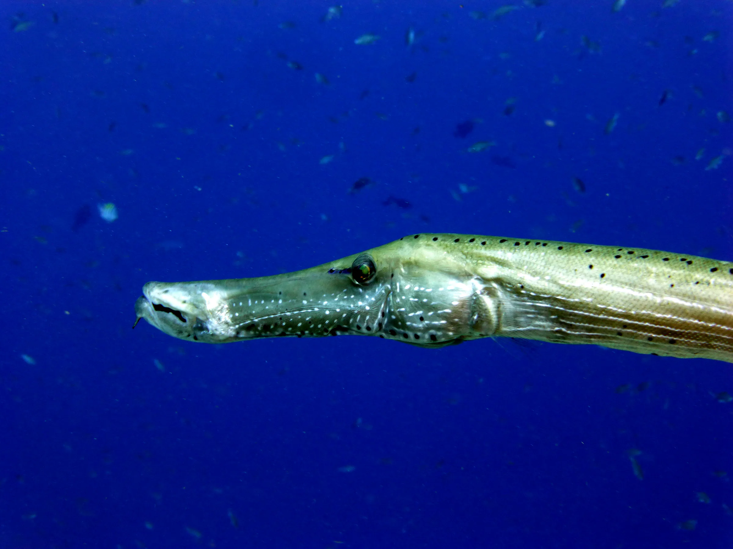 Trumpetfish, Bonaire, 2015