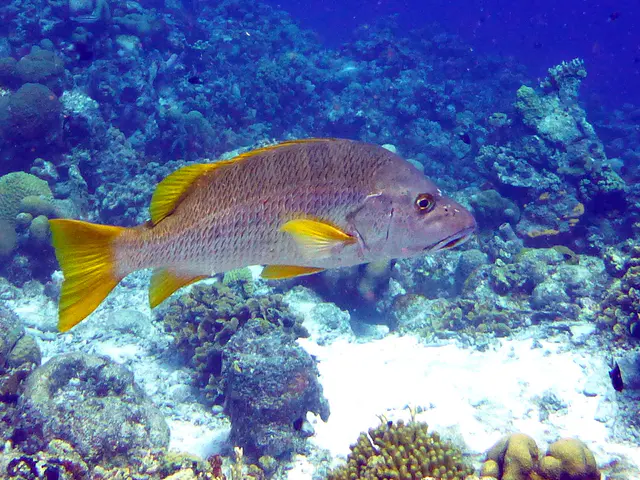 Underwater photograph by Joel Bergsma