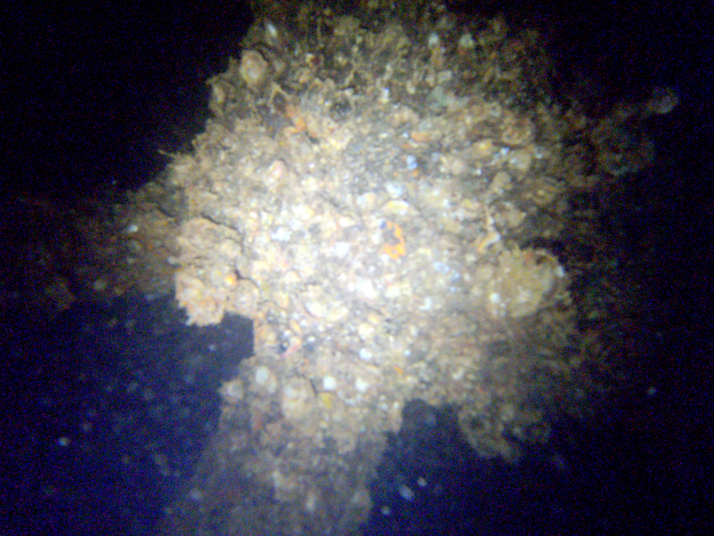 Growth on support beams inside the wreck.