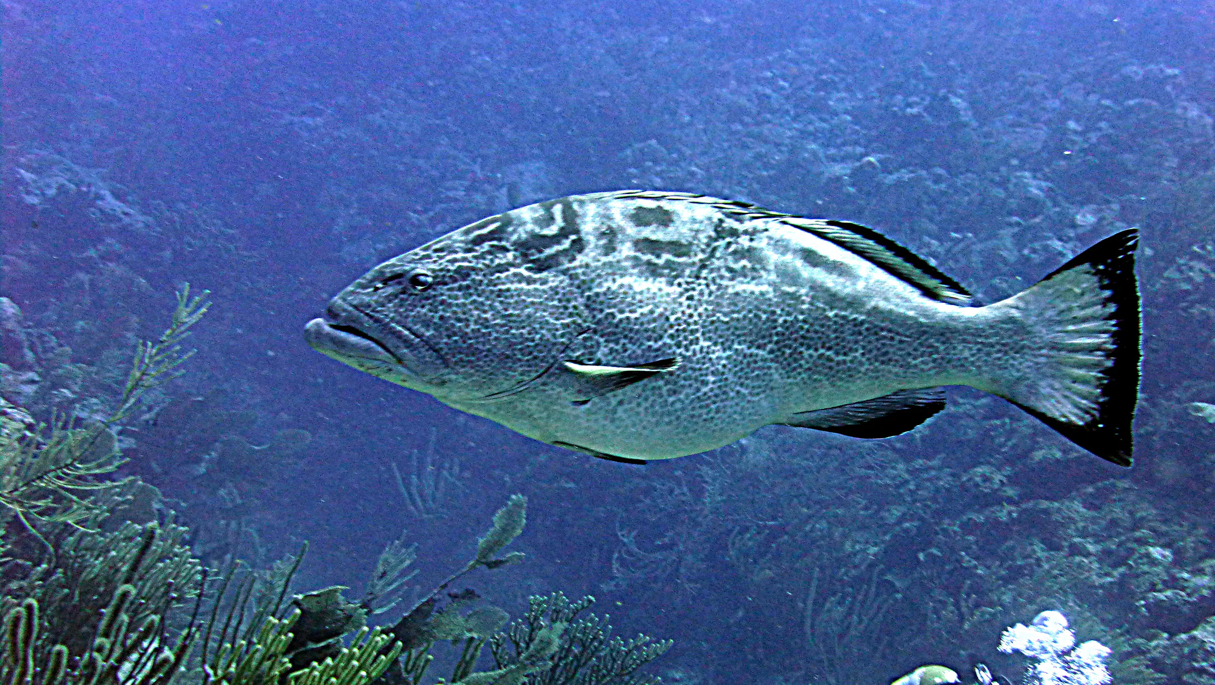 Black Grouper, Belize, 2017