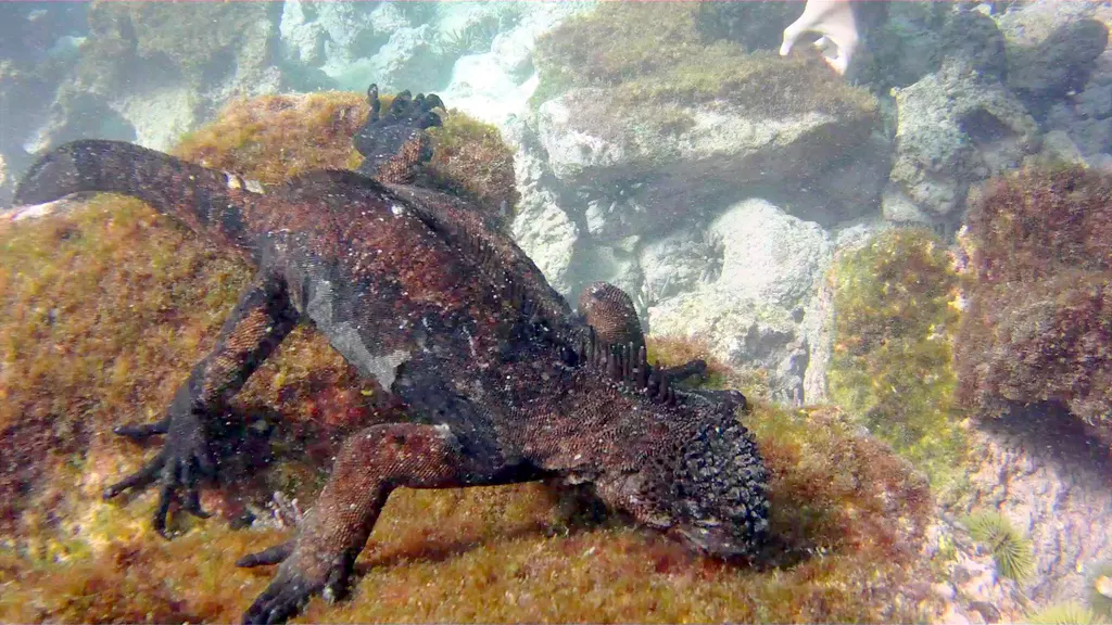 Marine Iguana feeding underwater.