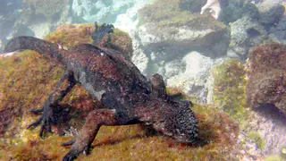 Marine Iguana feeding underwater.