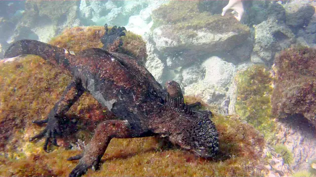 Marine Iguana feeding underwater.