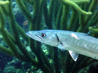 Underwater photograph by Joel Bergsma