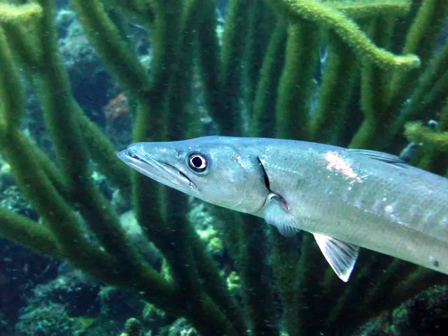 Underwater photograph by Joel Bergsma