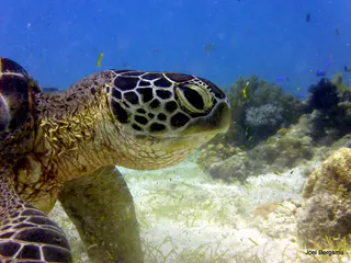 Underwater photograph by Joel Bergsma