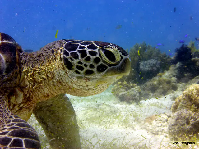 Underwater photograph by Joel Bergsma